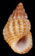 Alvania lineata